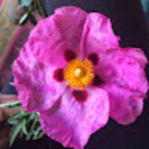 Meet your Posher, Briggin